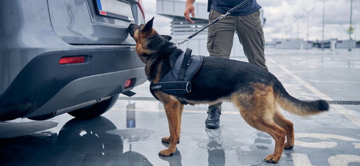 drug-detection-dog-sniffing-car-trunk-in-airport-2023-11-27-05-03-29-utc (Demo)